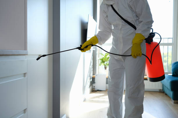 Best Black Mold Removal  in Hermitage, PA