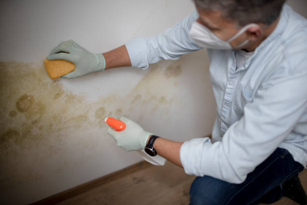 Best Certified Mold Removal  in Hermitage, PA