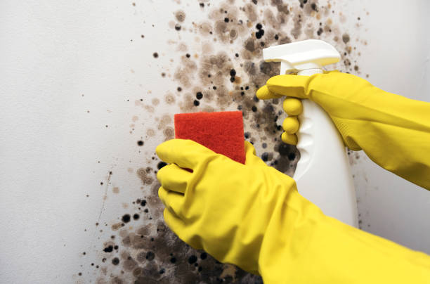 Certified Mold Removal in Hermitage, PA