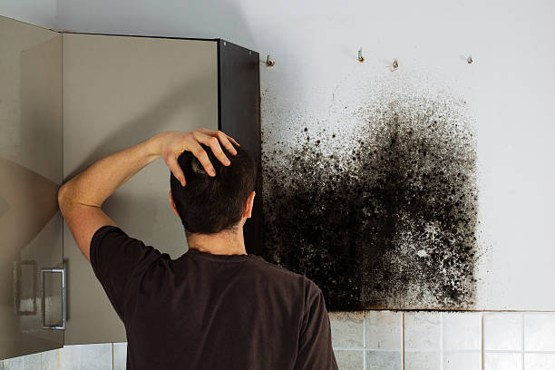 Professional Mold Removal in Hermitage, PA