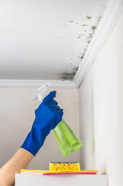 Best Black Mold Removal  in Hermitage, PA